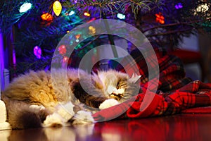 A Ragamuffin Sleeping Underneath a Christmas Tree - a Breed Similar to Ragdolls - Male Cat