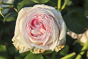 Ragazza flower head of a rose in de Guldemondplantsoen Rosarium in Boskoop photo