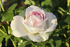 Ragazza flower head of a rose in de Guldemondplantsoen Rosarium in Boskoop photo