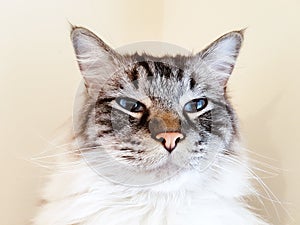 Ragdoll adult cat portrait.