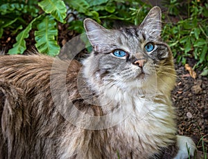 Ragdoll adult cat portrait seal Lynx Mitted tabby.