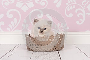 Ragdoll baby cat in lace basket