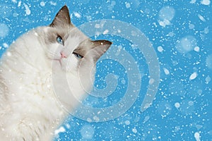 Nevrlý mačka v modrý so snehom 