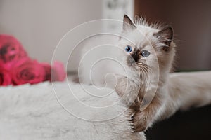 Ragdoll blue point little kitten