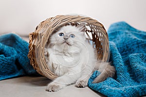 Ragdoll blue point little kitten