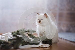 Ragdoll blue point little kitten on a colored background studio