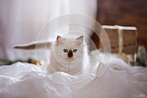 Ragdoll blue point little kitten on a colored background studio