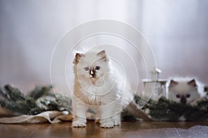 Ragdoll blue point little kitten on a colored background studio