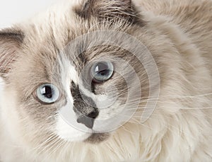 Ragdoll breed of cat