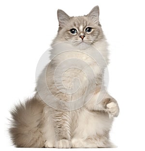 Ragdoll cat, 1 year old, sitting in front of white background