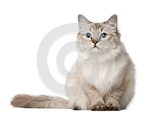 Ragdoll cat, 10 months old, sitting photo