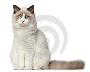 Ragdoll cat, 6 months old, sitting