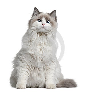 Ragdoll cat, 7 months old