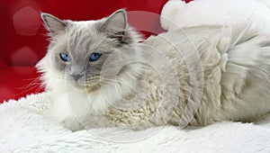 RAGDOLL CAT