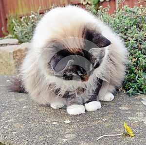 RAGDOLL CAT