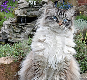 RAGDOLL CAT