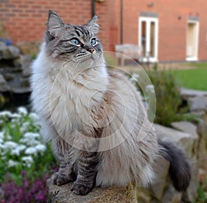 RAGDOLL CAT