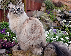 RAGDOLL CAT