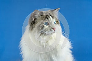 Ragdoll cat blue background looking aside