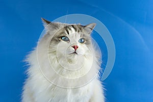 Ragdoll cat blue background looks forward