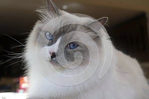 Ragdoll Cat with blue eyes photo