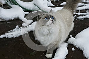 Ragdoll Cat with blue eyes outside in the snow photo
