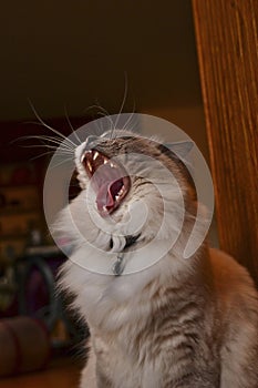 Ragdoll Cat with blue eyes yawning photo