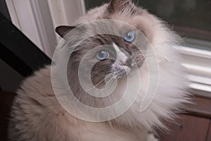 Ragdoll Cat with bright blue eyes close up indoors