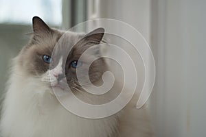 Ragdoll Cat with bright blue eyes close up indoors sticking tongue out