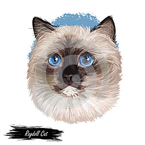 Ragdoll Cat cat breed with color point coat and blue eyes. Digital art illustration of pussy kitten portrait, feline food cover