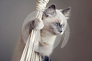 Ragdoll cat climbing a rope