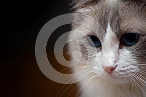 Ragdoll Cat close up head shot portrait, darker background