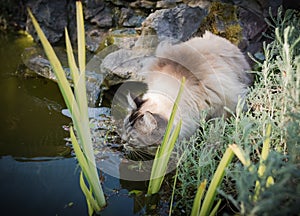 Ragdoll cat drinking from a pond