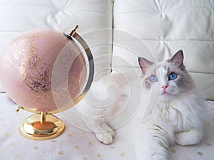 Ragdoll cat with Earth globe. photo