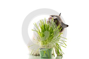 A Ragdoll cat eats grass from a plastic pot.