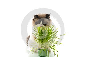 A Ragdoll cat eats grass from a plastic pot.