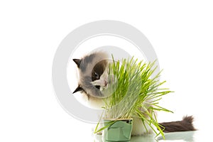 A Ragdoll cat eats grass from a plastic pot.