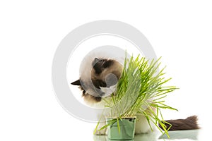 A Ragdoll cat eats grass from a plastic pot.