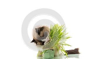 A Ragdoll cat eats grass from a plastic pot.
