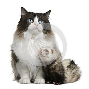 Ragdoll cat and a ferret photo