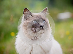 Ragdoll Cat in a Garden