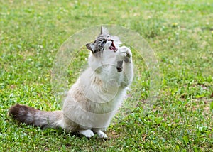 ragdoll cat in garden