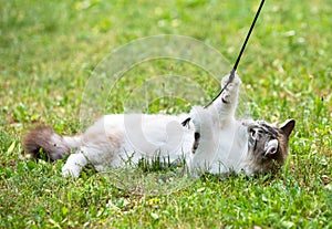 ragdoll cat in garden