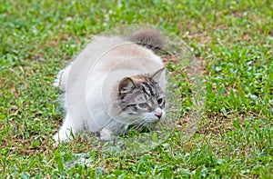 ragdoll cat in garden