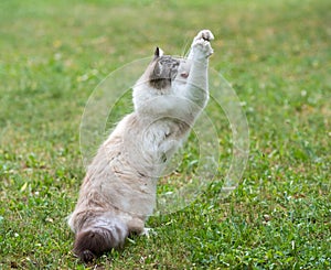 ragdoll cat in garden