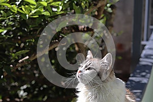 Ragdoll cat, on the garden fence, sunbathing