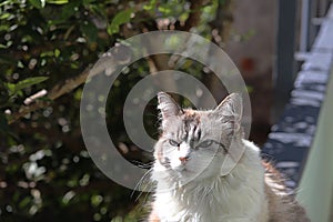 Ragdoll cat, on the garden fence, sunbathing