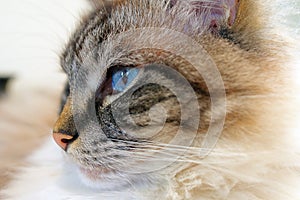 Ragdoll Cat Head Portrait Close Up