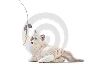 Ragdoll cat kitten playing with catfish rod photo