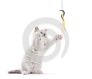 Ragdoll cat kitten playing with catfish rod photo